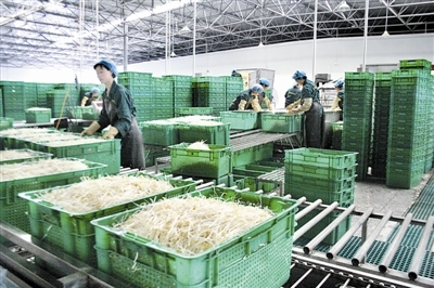 小豆芽里的“大文章” 蔬菜中的綠色營養(yǎng)寶庫